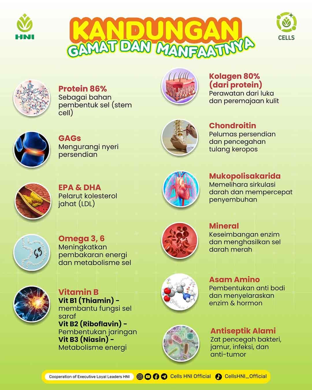 Foto GAMAT KAPSUL